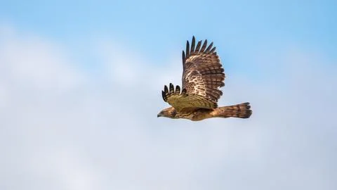 Changeable hawk eagle flies under a clear blue sky. Stock Photos