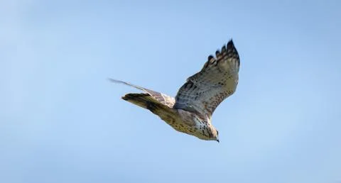 Changeable hawk-eagle in flight against clear blue skies. Stock-Fotos