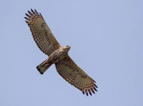 Changeable hawk eagle in flight. Stock Photos