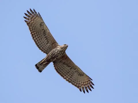 Changeable hawk eagle in flight. Stock Photos