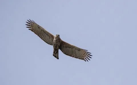 Changeable hawk eagle in flight. Stock Photos