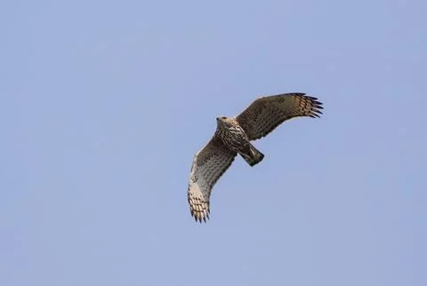 Changeable hawk-eagle in flight. Stock Photos