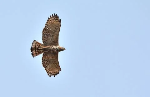 Changeable hawk-eagle flying over head Stock Photos