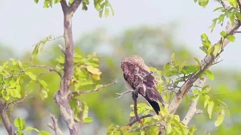 Changeable hawk eagle Stock Footage 282052880
