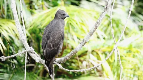 Changeable Hawk eagle Stock Footage 282053715