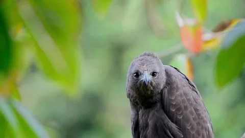 Changeable Hawk Eagle Stock Footage 282661696