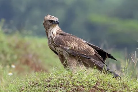 Changeable hawk eagle on a grassland Stock Photos