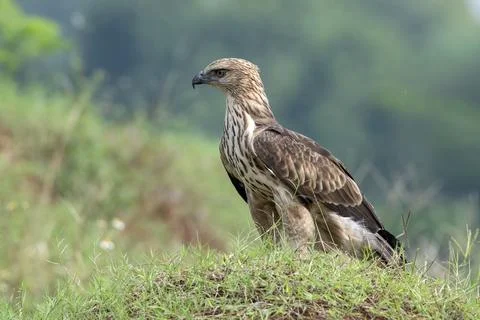 Changeable hawk eagle on a grassland Stock Photos