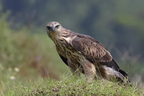 Changeable hawk eagle on a grassland Stock Photos