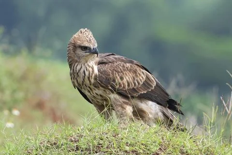 Changeable hawk eagle on a grassland Stock Photos