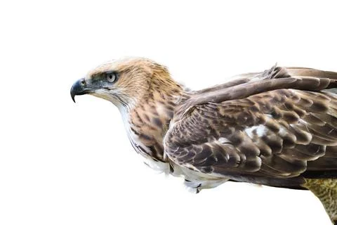  Changeable Hawk Eagle isolated on white Changeable Hawk Eagle (Nisaetus l... Stock Photos