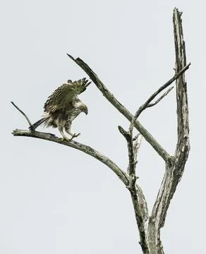 Changeable Hawk Eagle landing on a tree, Sri Lanka Stock Photos