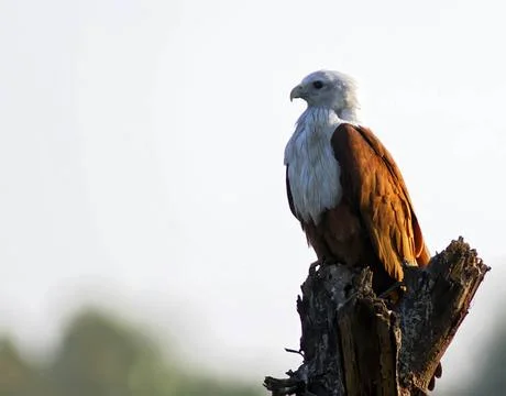 Changeable hawk eagle, naagarhole national park, karnataka, india, asia Co... Stock Photos