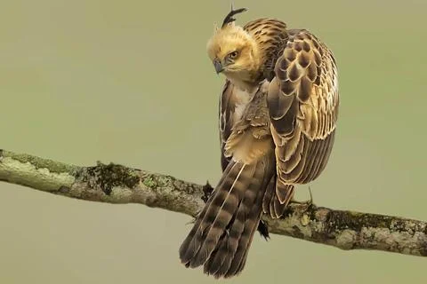 Changeable hawk eagle, naagarhole national park, karnataka, india, asia Co... Stock Photos