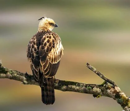 Changeable hawk eagle, naagarhole national park, karnataka, india, asia Co... Stock Photos