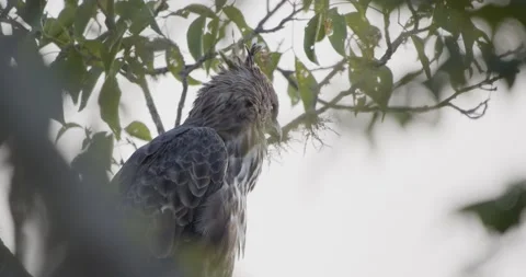 Changeable hawk-eagle (Nisaetus cirrhatus) grooming Stock Footage 201291977