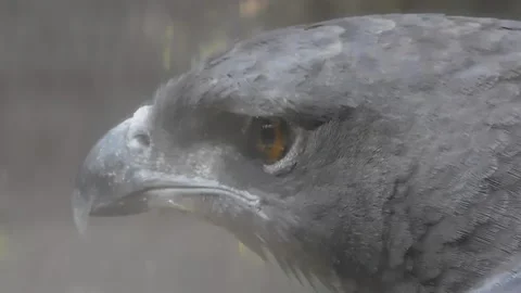 Changeable hawk-eagle, Nisaetus cirrhatus Stock Footage 236392189