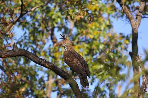 Changeable hawk-eagle, Nisaetus cirrhatus. Crested Hawk eagle. Kanha Tiger... Stock Photos