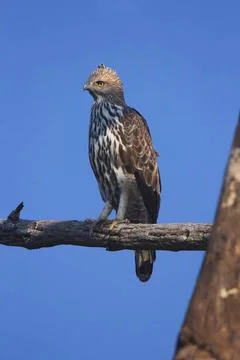 Changeable hawk-eagle, Nisaetus cirrhatus. Corbett Tiger Reserve, Uttarakh... Stock Photos
