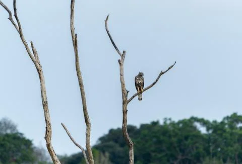 A Changeable Hawk-Eagle (Nisaetus cirrhatus ceylanensis) stands on a dry branch. Stock Photos