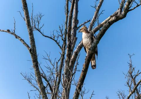 A Changeable Hawk-Eagle (Nisaetus cirrhatus ceylanensis) stands on a dry branch. Stock Photos