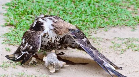  Changeable Hawk Eagle (Nisaetus limnaeetus) Changeable Hawk Eagle (Nisaet... Stock Photos