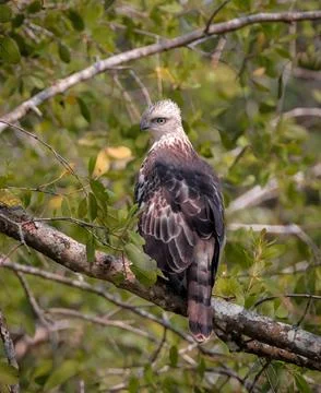 Changeable hawk-eagle or crested hawk-eagle. Stock Photos