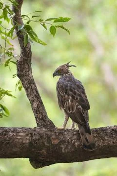 Changeable hawk Eagle or crested hawk-eagle, Nisaetus cirrhatus,Tadoba, Ma... Stock Photos