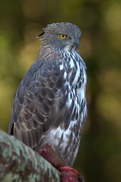 Changeable hawk-eagle or crested hawk-eagle, Nisaetus cirrhatus, Kanha Madh.. Stock Photos