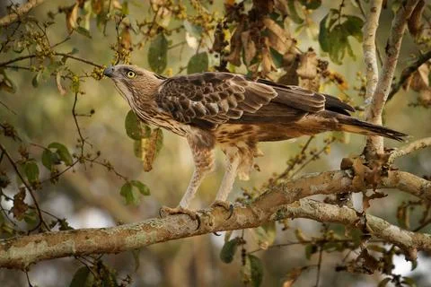 Changeable Hawk-eagle or crested hawk-eagle - Nisaetus limnaeetus cirrhatus.. Stock Photos