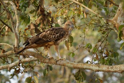 Changeable Hawk-eagle or crested hawk-eagle - Nisaetus limnaeetus cirrhatus.. Stock Photos