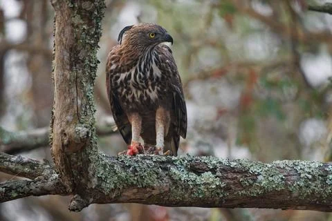 Changeable Hawk-eagle or crested hawk-eagle - Nisaetus limnaeetus cirrhatus.. Stock Photos