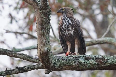 Changeable Hawk-eagle or crested hawk-eagle - Nisaetus limnaeetus cirrhatus.. Stock Photos