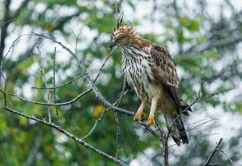 Changeable Hawk-eagle or crested hawk-eagle - Nisaetus limnaeetus cirrhatus.. Stock Photos