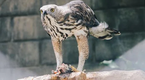 The changeable hawk-eagle or crested hawk-eagle (Nisaetus cirrhatus) sittin.. Stock-Fotos
