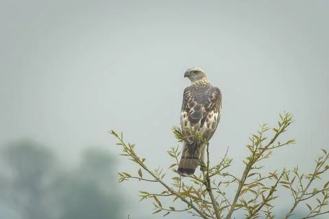 Changeable Hawk-Eagle or Nisaetus cirrhatus perched on treetop in Manas, Assa Foto stock