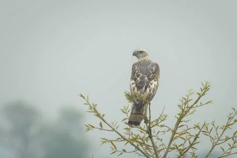 Changeable Hawk-Eagle or Nisaetus cirrhatus perched on treetop in Manas, Assa Photos