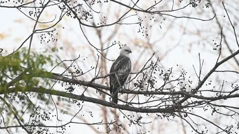 Changeable hawk eagle perched very still in in Corbett national park Stock Footage 340514878