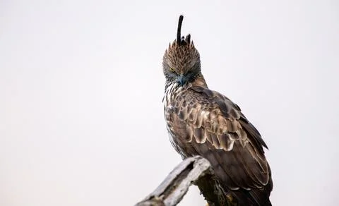 Changeable hawk-eagle perches on a weathered branch at Yala National Park, .. Stock Photos