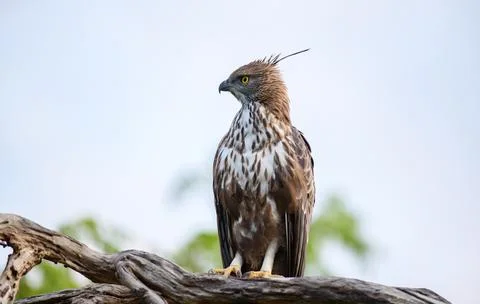 Changeable hawk-eagle perches on a weathered branch at Yala National Park, Sr Stock Photos