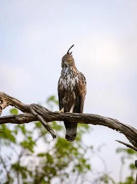 Changeable hawk-eagle perches on a weathered branch at Yala National Park, Sr Stock Photos