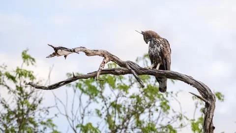 Changeable hawk-eagle perches on a weathered branch at Yala National Park, Sr Stock Photos