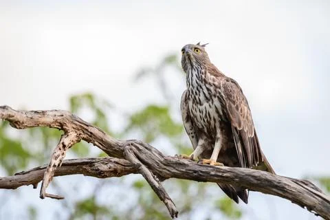 Changeable hawk-eagle perches on a weathered branch at Yala National Park, .. Stock Photos