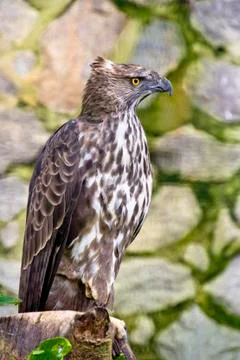 Changeable hawk eagle Stock Photos