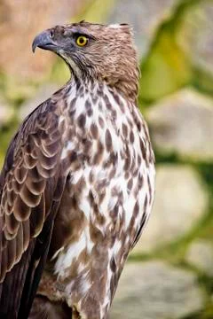 Changeable hawk eagle Stock Photos