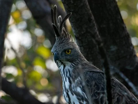 Changeable hawk eagle Stock Photos