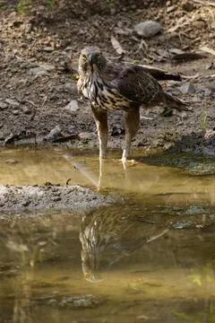Changeable Hawk Eagle reflection Stock Photos