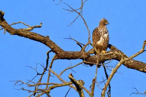 Changeable Hawk Eagle, Royal Bardia National Park, Nepal Changeable Hawk E... Stock Photos