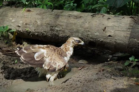 A Changeable Hawk Eagle is on a small dirty channel of water Stock Photos