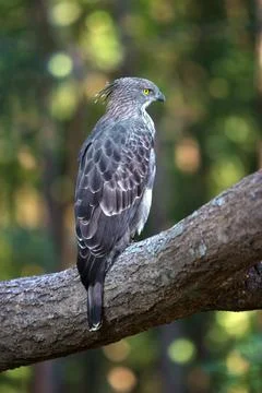 Changeable Hawk Eagle (Spizaetus cirrhatus), Kanha Madhya Pradesh, India Stock Photos